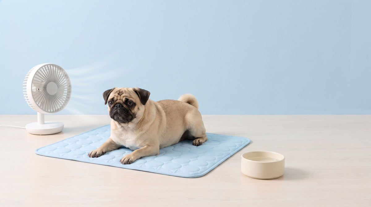 Flat-Faced Dogs in Summer: How to Keep Pugs, Frenchies and Bulldogs Safe
