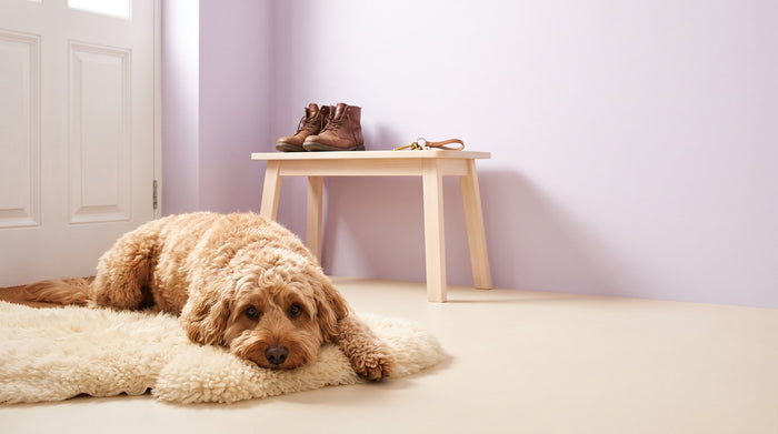 Separation Anxiety in Dogs: Signs and How to Help