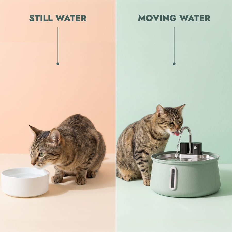 Still water vs moving water: cats drink more from the fountain