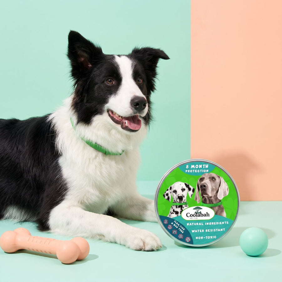 Border collie wearing the flea and tick collar