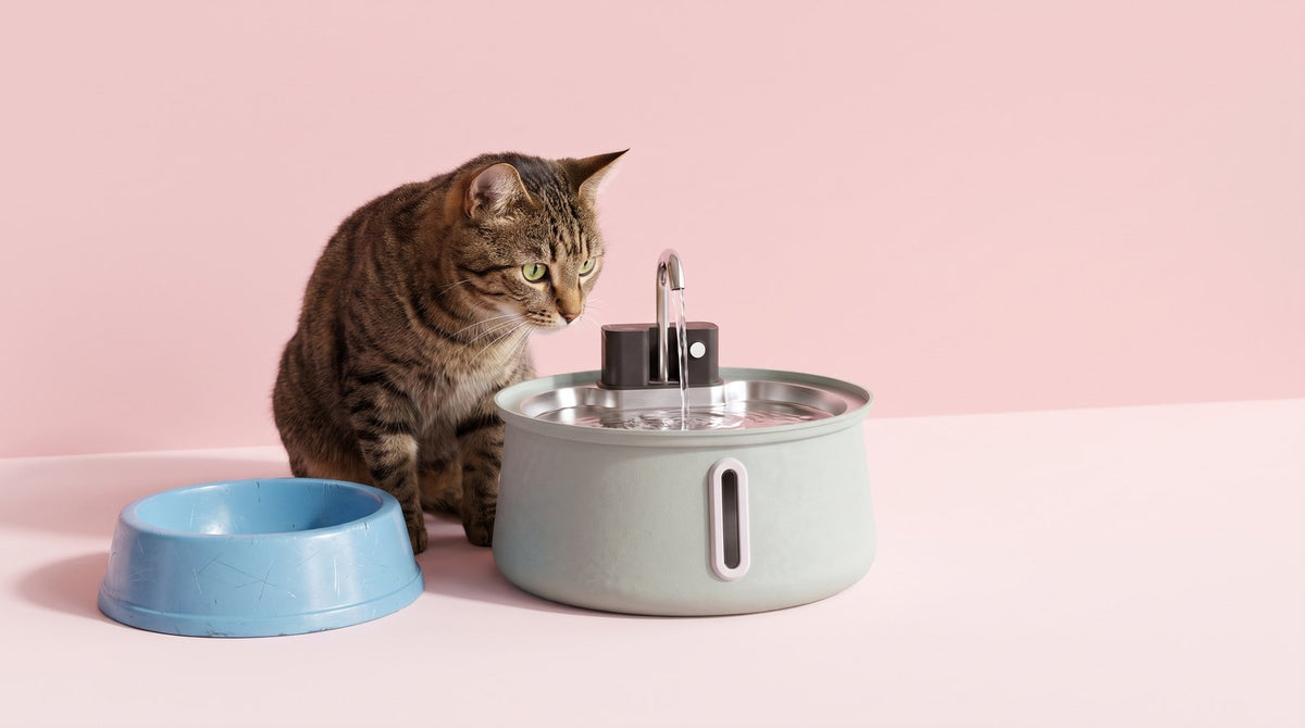 Are Cat Water Fountains Worth It? Stainless Steel vs Plastic, Honestly Compared