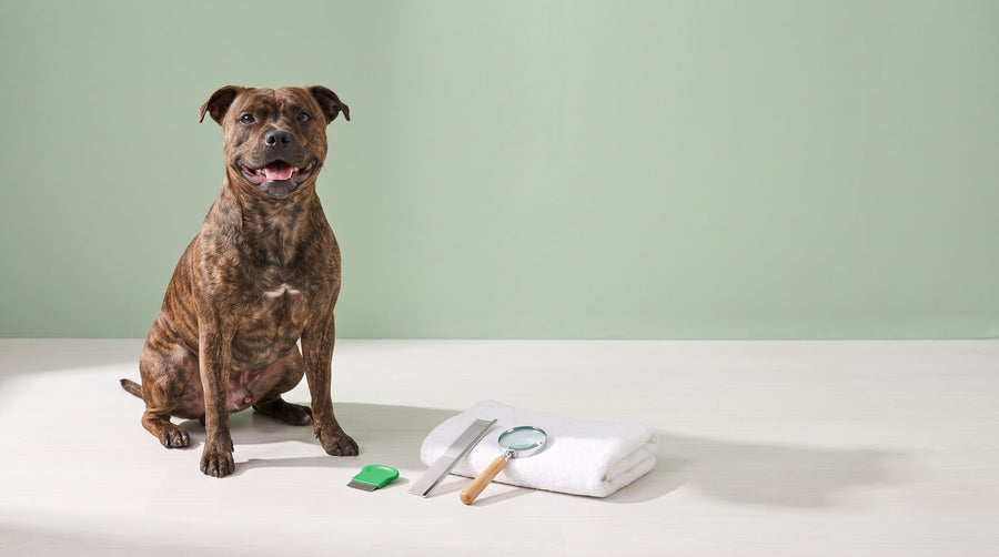 Brown Dog Ticks vs Paralysis Ticks: How to Tell the Difference