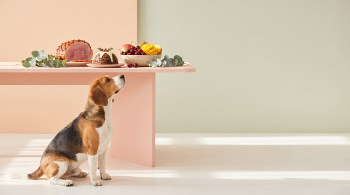 Christmas Foods That Are Dangerous for Dogs and Cats