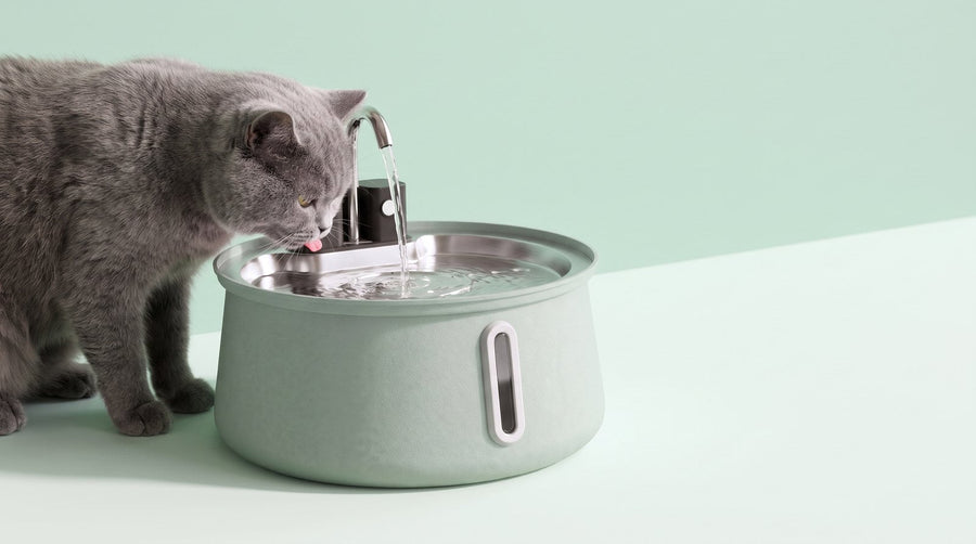 How Much Water Should a Cat Drink a Day? An Aussie Summer Guide
