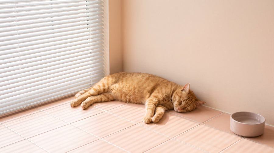 Indoor Cats in a Heatwave: How to Keep Your Cat Cool at Home