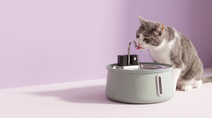 Kidney Disease in Cats: Signs, Diagnosis and Why Hydration Matters