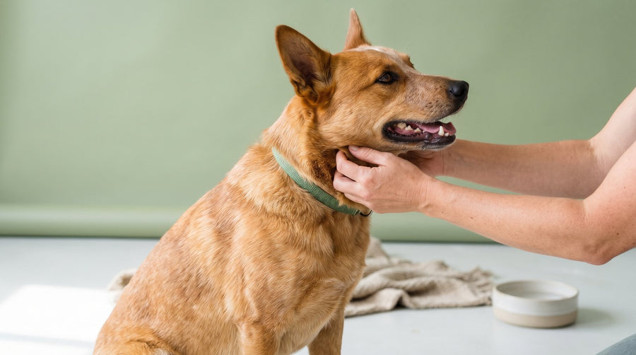 Paralysis Ticks in Australia: Symptoms, Season and How to Check Your Dog