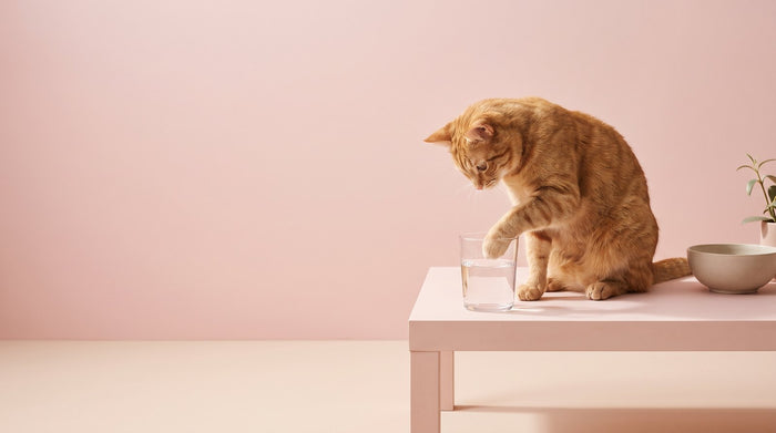 Why Is My Cat Drinking So Much Water? 7 Causes to Know