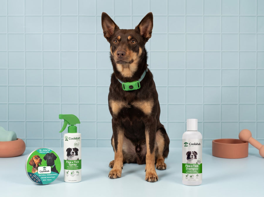 Flea & tick