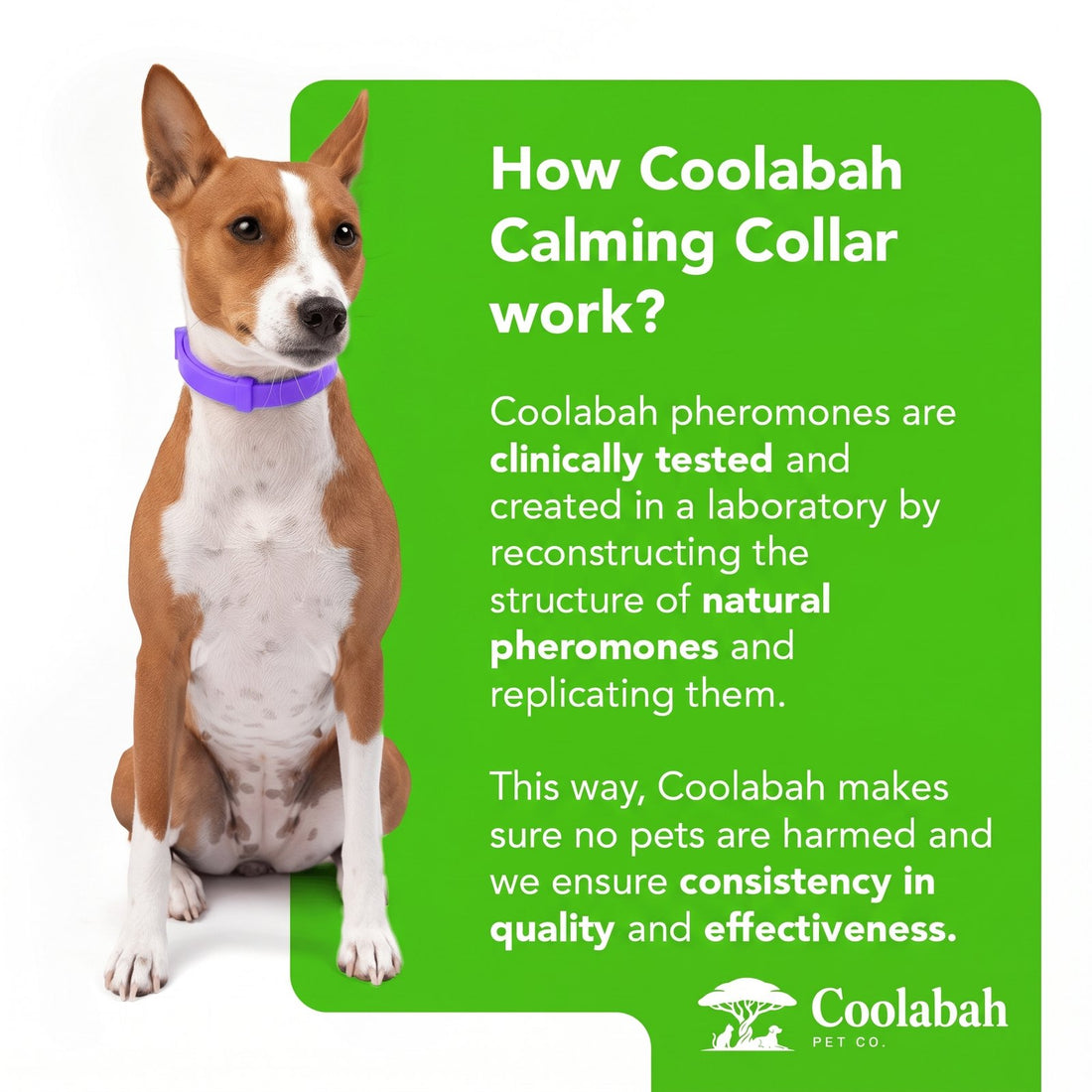 Calming Collar for Dogs - Coolabah Pet Co.