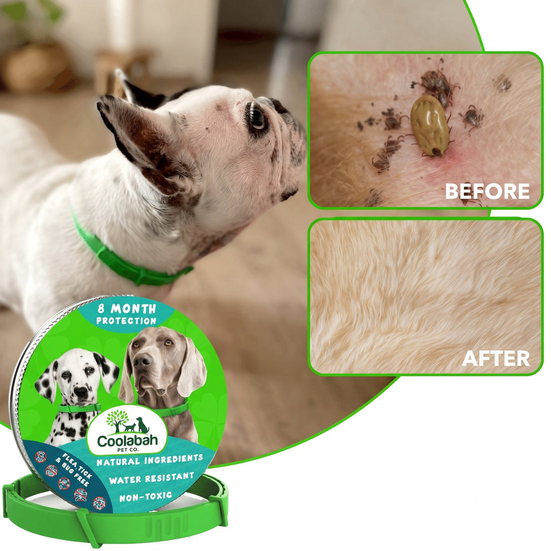 8-Month Flea & Tick Collar for Dogs - Coolabah Pet Co.