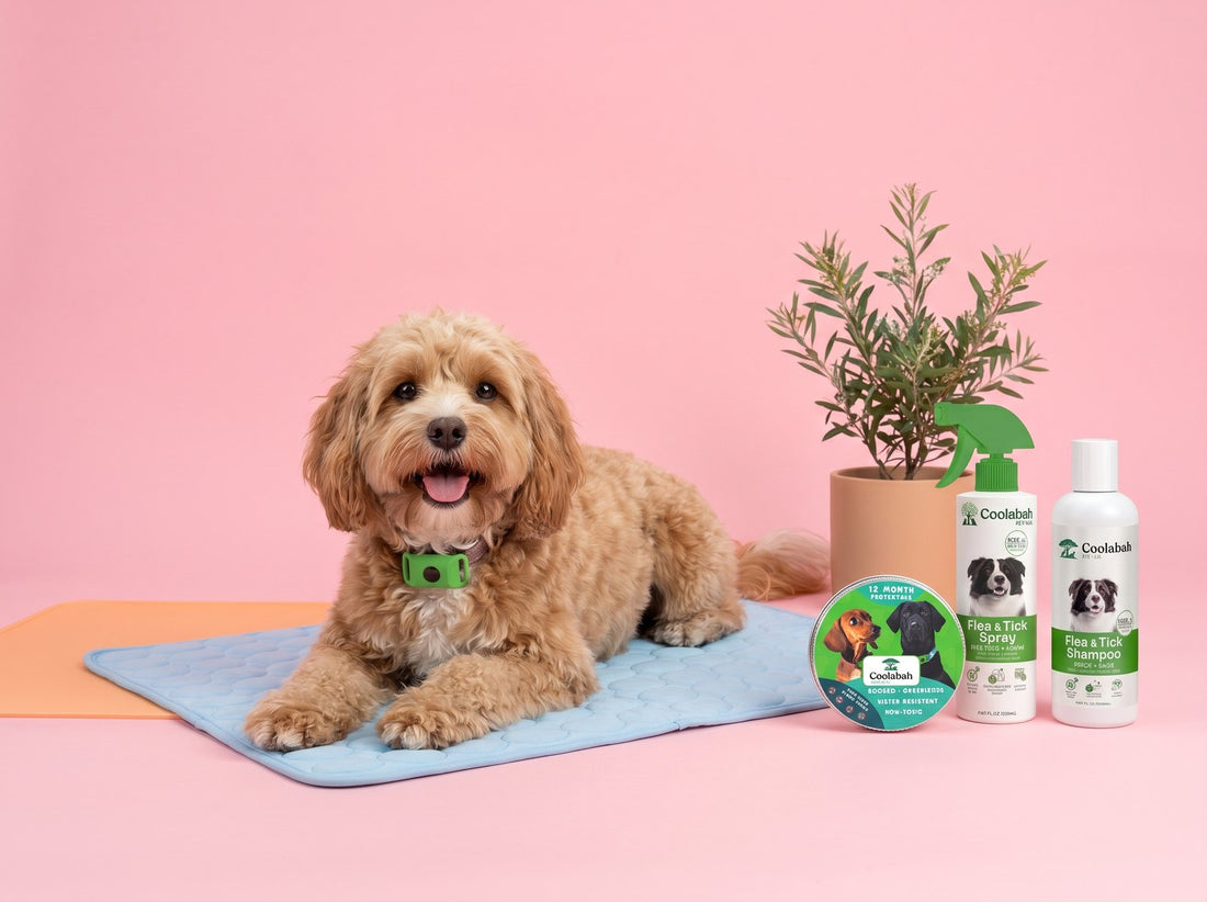 Cavoodle with the flea and tick range