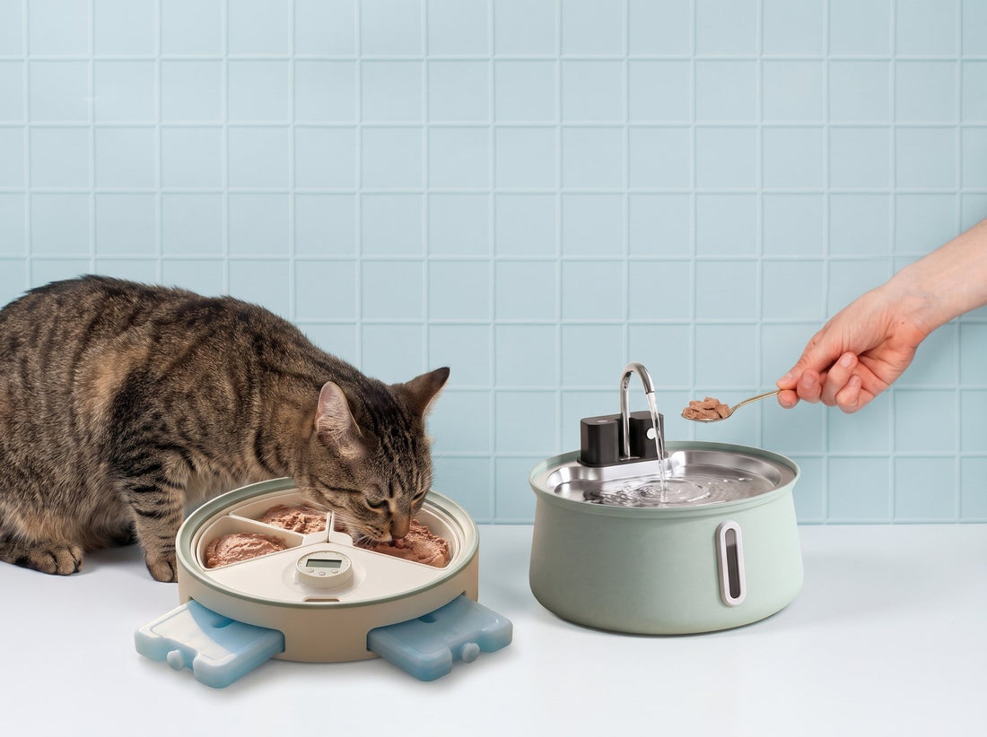 Cat eating from the chilled auto-feeder next to the fountain