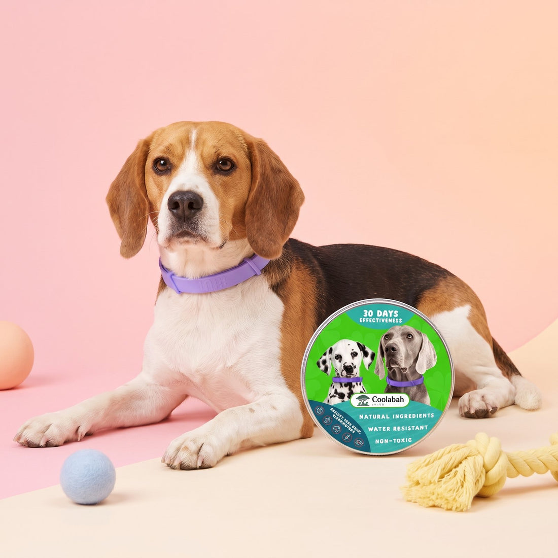 Beagle wearing the calming collar