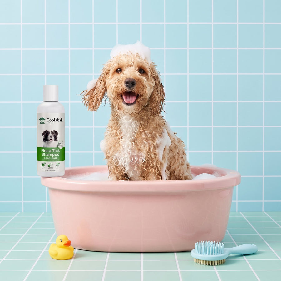 Spoodle washed with flea and tick shampoo