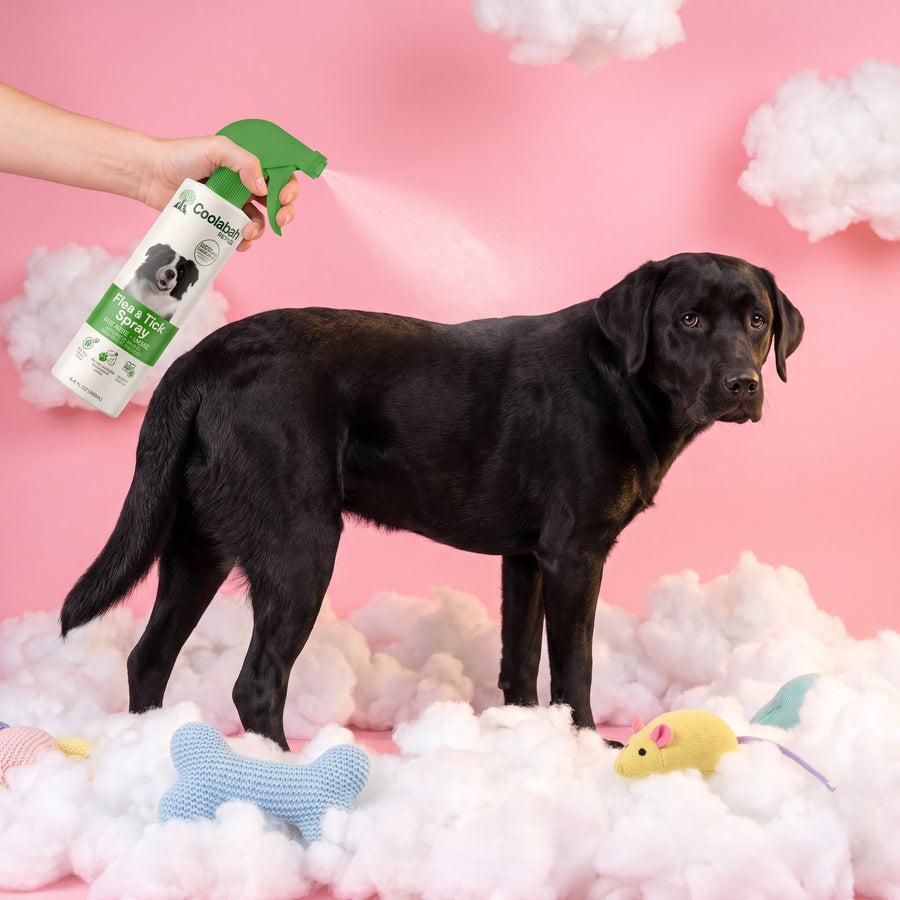 Flea and tick spray on a labrador